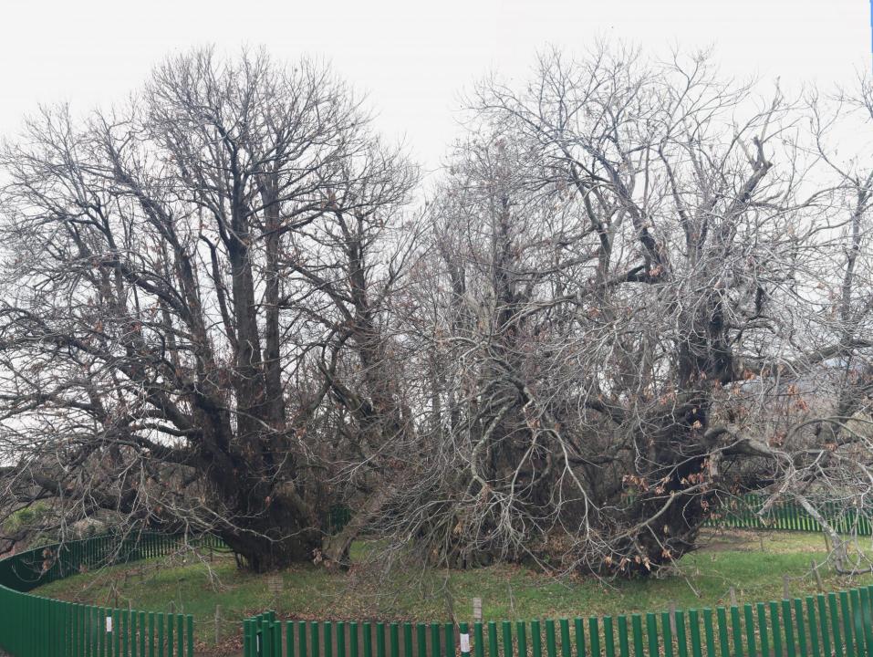 Castagneto dei Cento Cavalli 